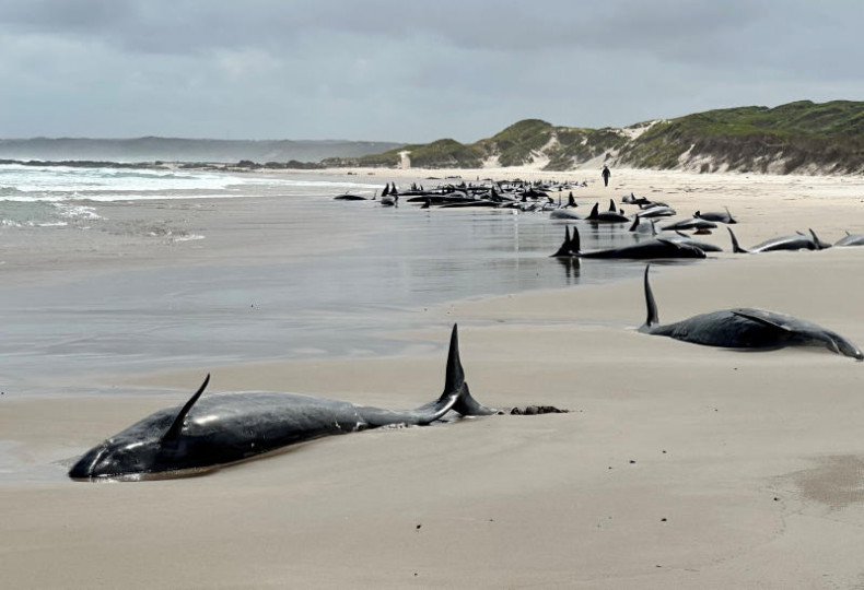 Lebih dari 150 Paus Pembunuh Terdampar di Pantai Australia